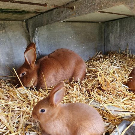 普莱斯坦-莱格雷沃La Ferme De Lec'H Hameury住宿加早餐旅馆 外观 照片